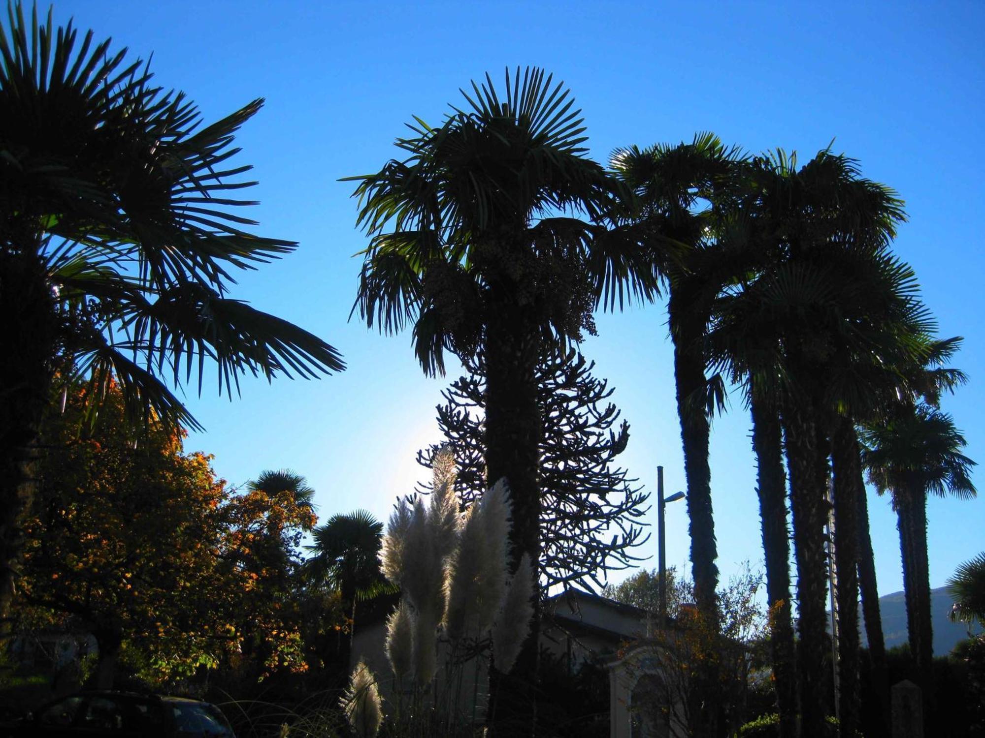 Villa Garni Gardenia Caslano Bagian luar foto