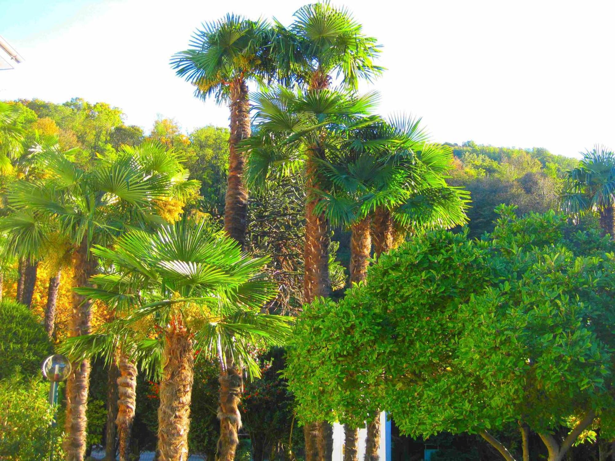 Villa Garni Gardenia Caslano Bagian luar foto